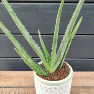 L’Aloes Vera