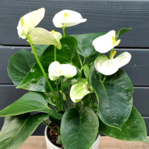 Anthurium
