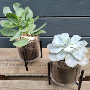Echeveria ou Crassula