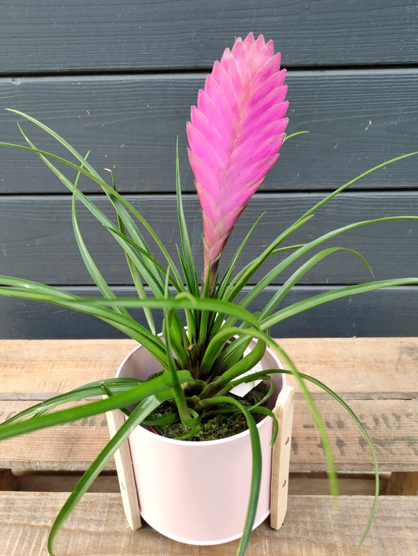 Tillandsia Cyanea