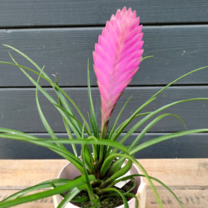 Tillandsia Cyanea