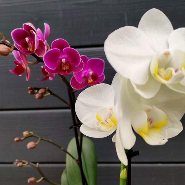 Phalaenopsis blanche et son cache-pot en céramique