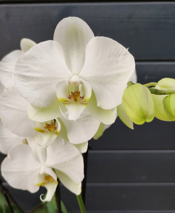 Orchidée Phalaénopsis - Bulle d'Oxygène Fleuriste à Cossé-le-Vivien