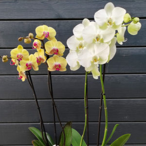 Orchidée Phalaénopsis