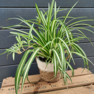 Chlorophytum