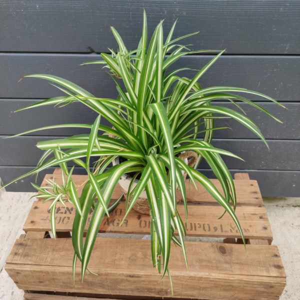 Chlorophytum – Image 2